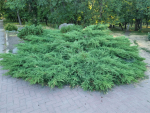 Ялівець козацький Рокері Джем