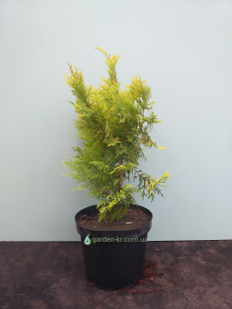 Туя западная "Желтая" "Lutea"