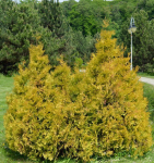 Туя западная "Желтая" "Lutea"